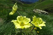 23 Fiori di pulsatilla alpina sulfurea